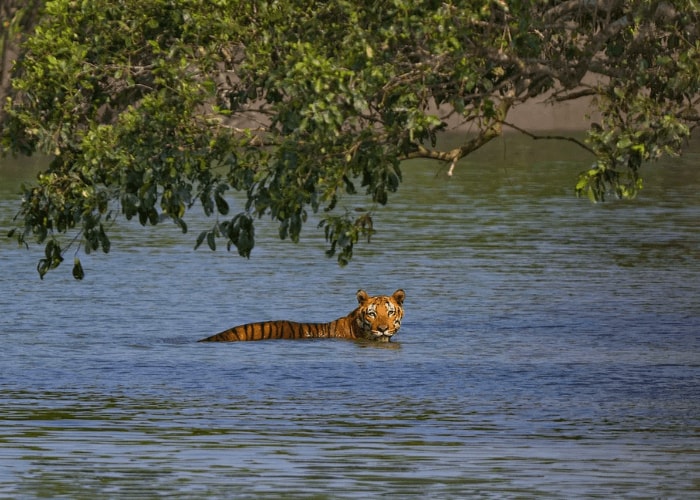 Sajnekhali Wildlife Sanctuary